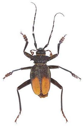 Apterocaulus heterogama durnfordi