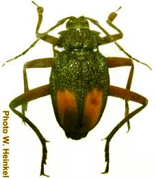 Apterocaulus heterogama durnfordi