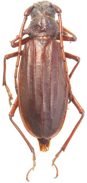 Neosarmydus costipennis