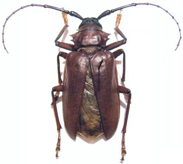 Dorysthenes (Paraphrus) granulosus