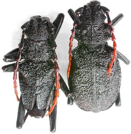 Prionocalus buckleyi