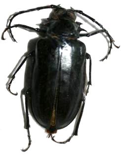 Prionomma (Prionomma) atratum