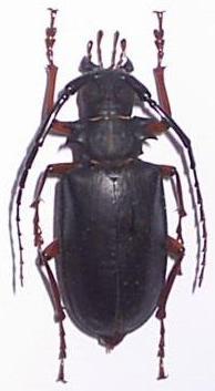 Prionomma (Ancyloprotus) javanum