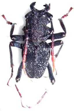 Prionocalus buckleyi