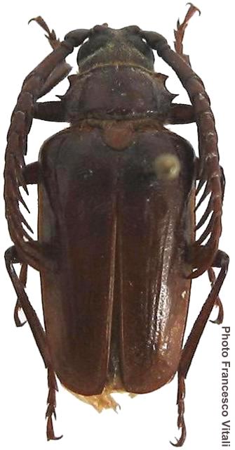 Prionus (Lobarthron) balassogloi balassogloi