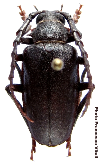 Prionus (Mesoprionus) besikanus 