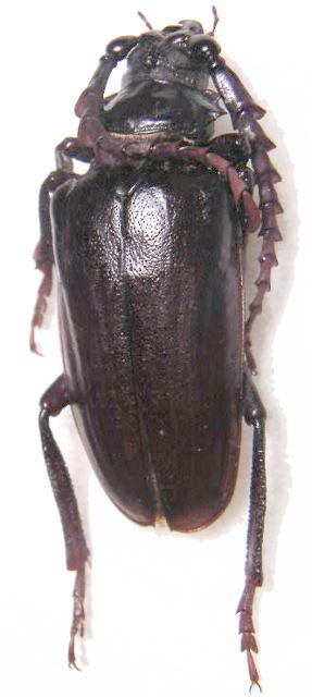 Prionus (s. str.) californicus