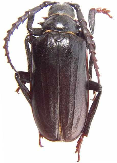 Prionus (s. str.) heroicus