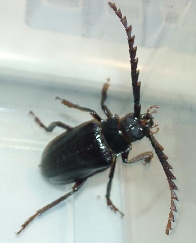 Prionus (s. str.) insularis insularis