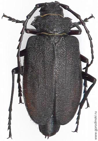 Prionus (s. str.) potaninei