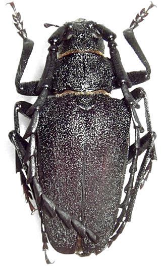 Prionus (s. str.) potaninei