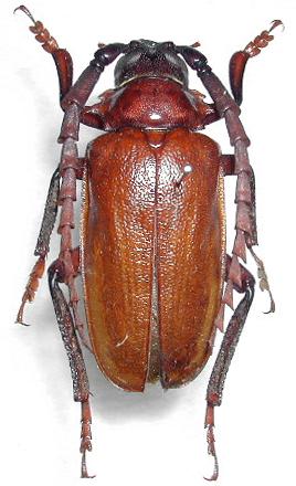 Prionus (s. str.) insularis yakushimanus