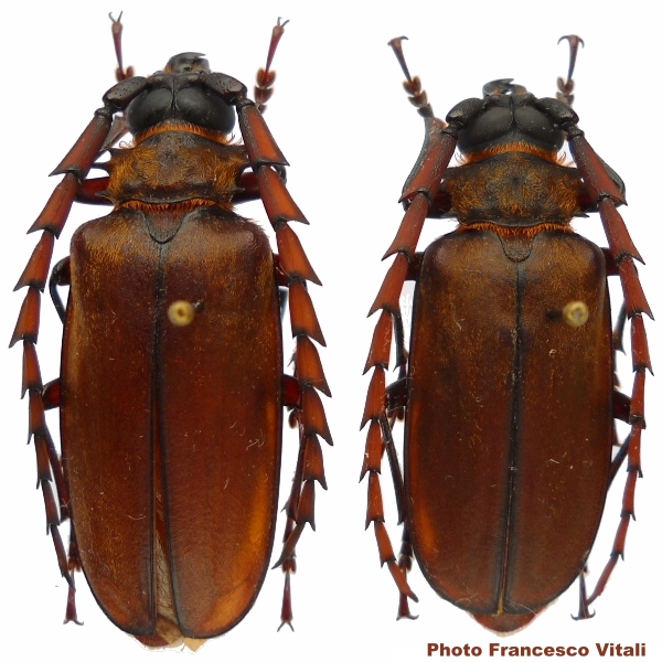 Priotyrannus (Kinibalua) megalops