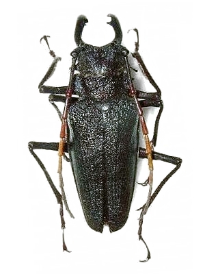 Prioninae Prionini Psalidognathus erythrocerus