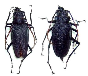 Psalidognathus erythrocerus