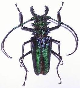 Psalidognathus superbus