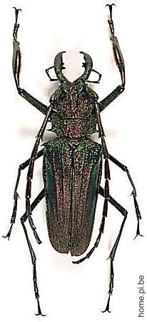 Psalidognathus friendi