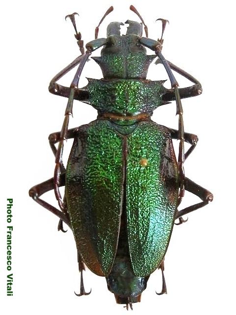 Psalidognathus friendi