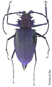 Psalidognathus superbus