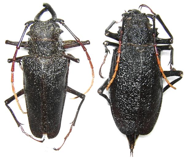 Psalidognathus erythrocerus