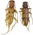 Achryson surinamum