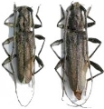 Icosium tomentosum atticum