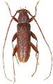 Nortia carinicollis