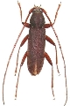 Nortia carinicollis