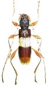 Xenocompsa semipolita