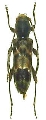 Anaglyptus (Aglaophis) colobotheoides