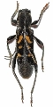 Anaglyptus (Anaglyptus) luteofasciatus