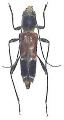 Anaglyptus (Anaglyptus) matsushitai