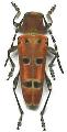 Anaglyptus (Akajimatora) meridionalis