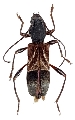 Cyrtophorus verrucosus