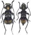 Hirticlytus comosus