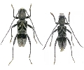 Oligoenoplus rosti