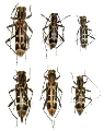 Paraclytus excultus