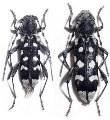 Paraclytus sexguttatus