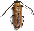 Adalbus crassicornis  