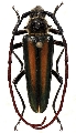 Lautarus concinnus
