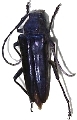 Zehra integra 