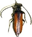 Zehra livida