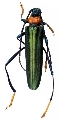 Tomentaromia delatouchii