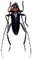 Aromia bungii