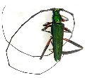 Callichroma holochlorum
