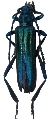 Podanychroma monticola 