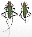 Chloridolum sieversi