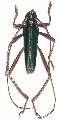 Chromalizus (Chromalizus) aureovittis