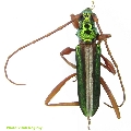 Chromalizus (Chromalizus) leucorhaphis 