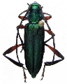 Chromalizus (Callichromalizus) brevis